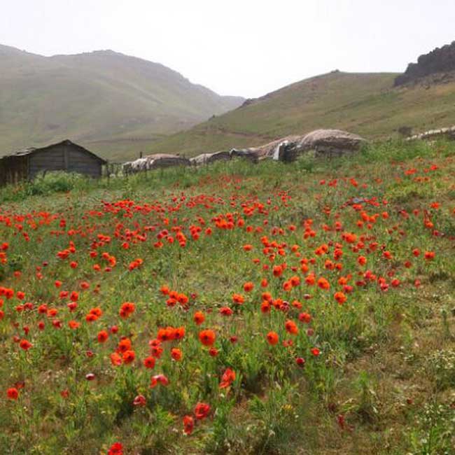 نئور به سوباتان و کیش دیبی - 13940313 -  3