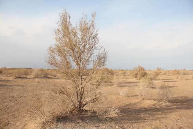 کویر مرنجاب - 13940911 - 1