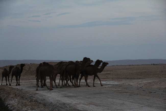 کویر مرنجاب - 13940911 - 4