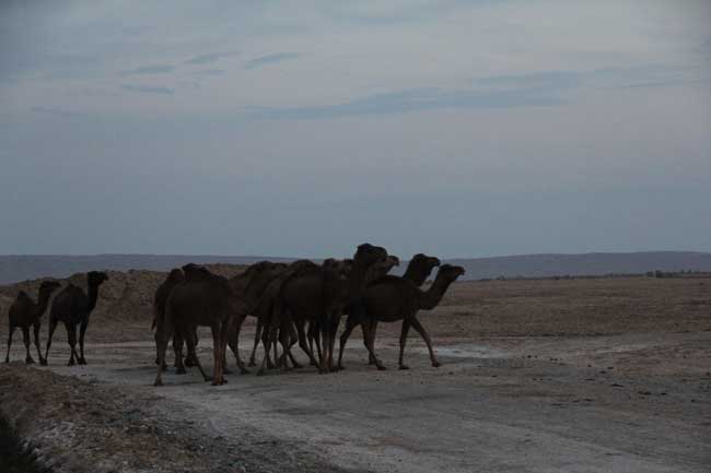 کویر مرنجاب - 13940911 -  4