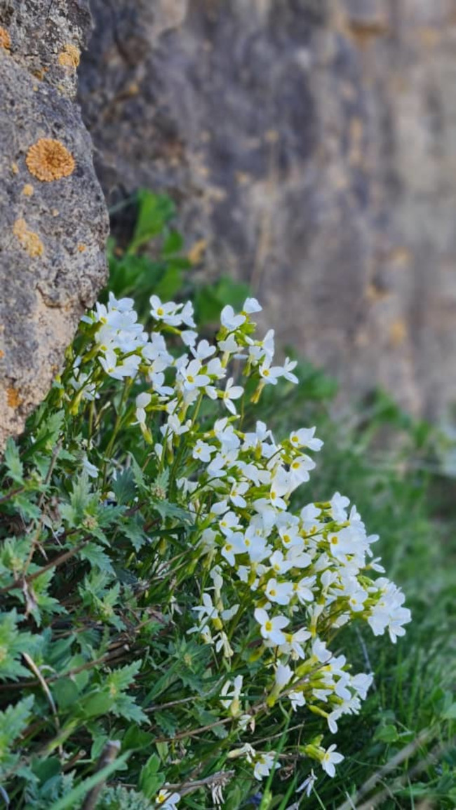 قله دونا 14030221 1