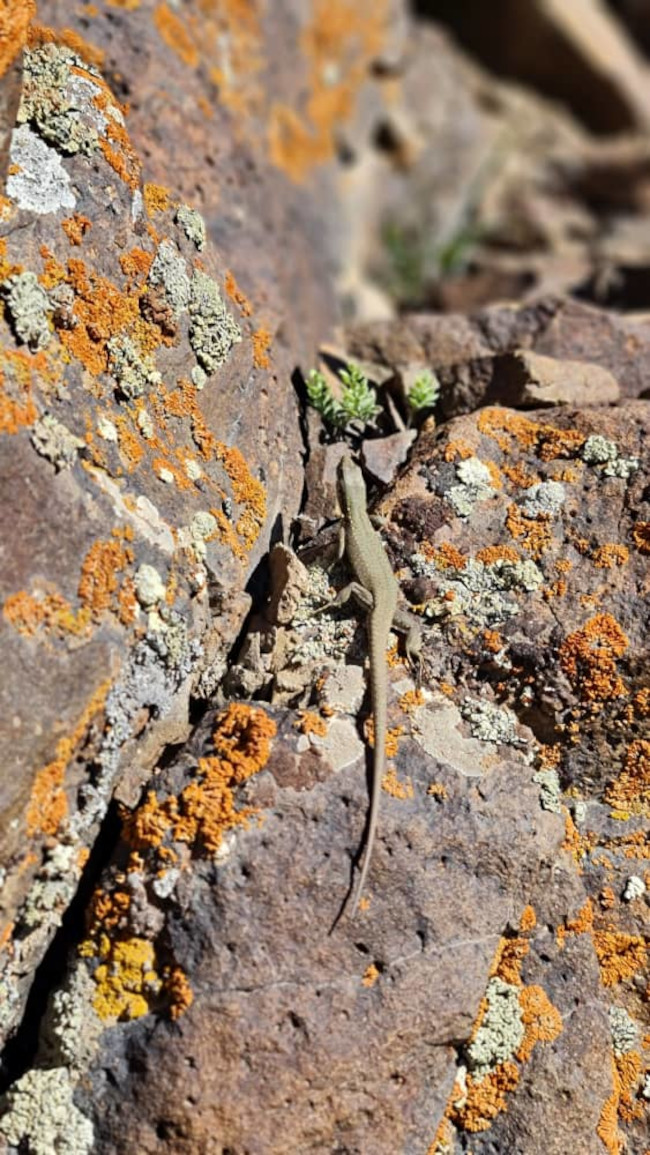 قله دونا 14030221 2