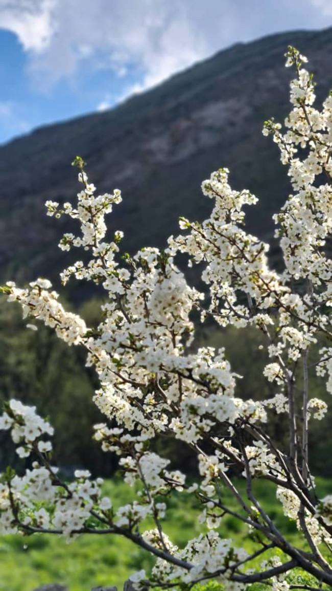 قله دونا 14030221 5