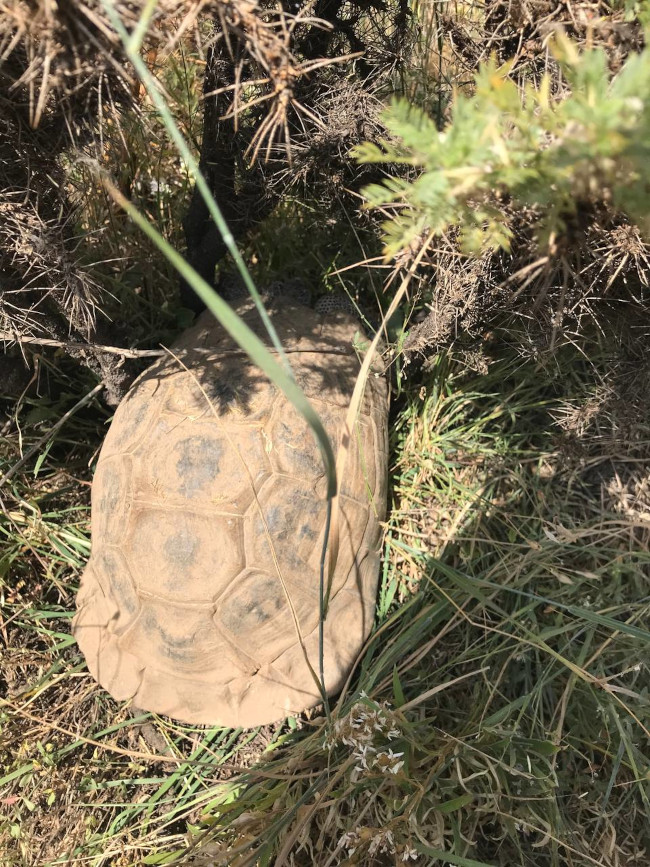 قله کله سنگ 14030505 10