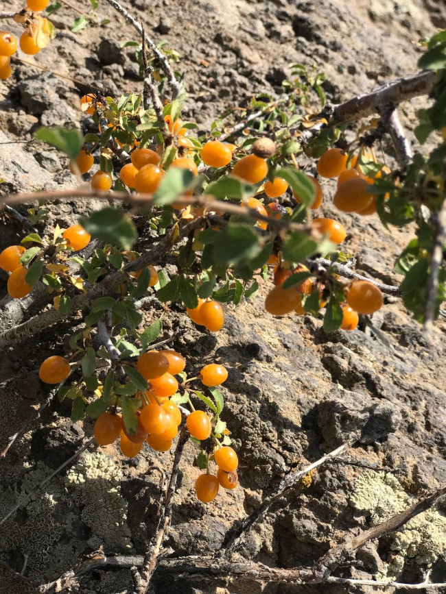 قله کله سنگ 14030505 13