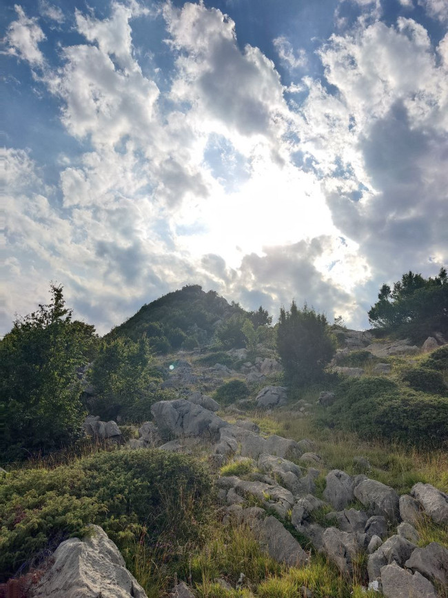 اوپرت 14030602 10