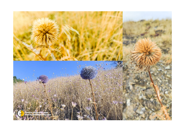 قله دارآباد14030825 7