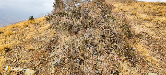 قله دارآباد14030825 8