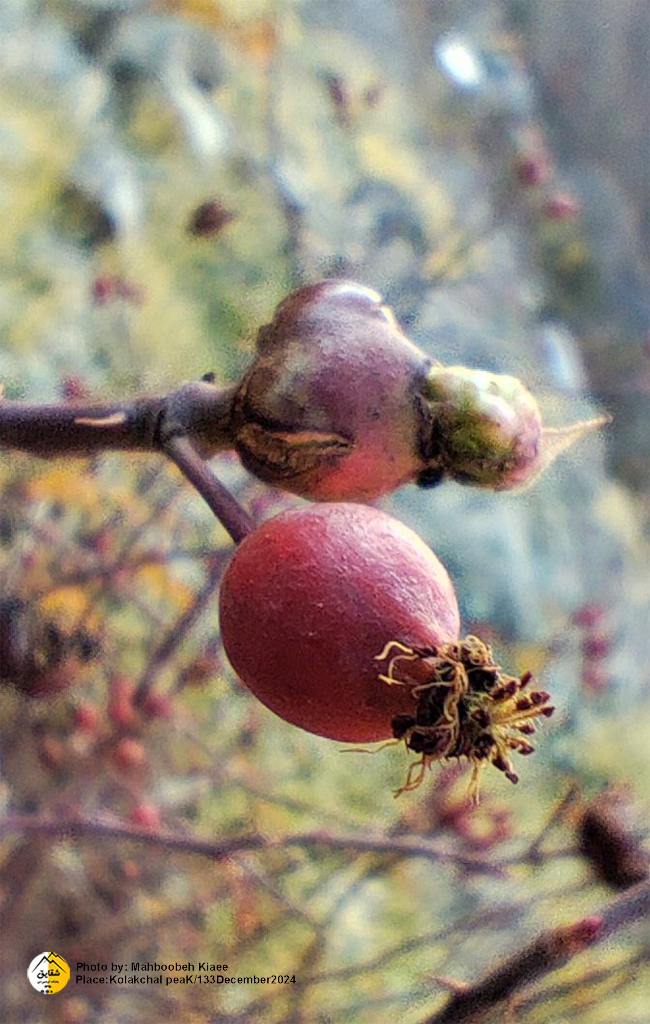 قله کلکچال به اسپیلت 14030923 19