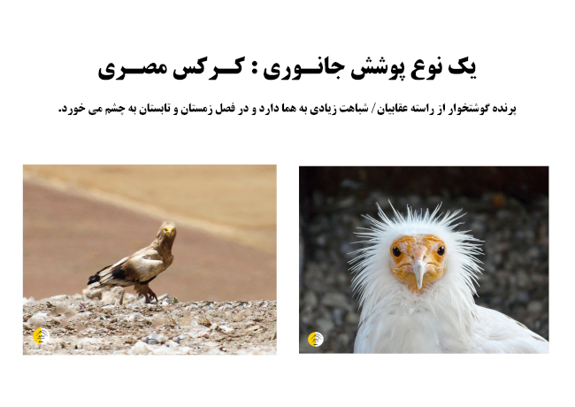 قله کهار - 14031007 9