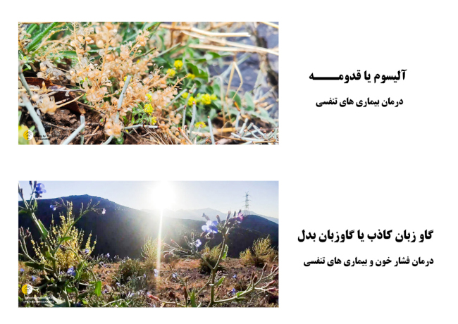 صعود به قله بیجی-14031217 27