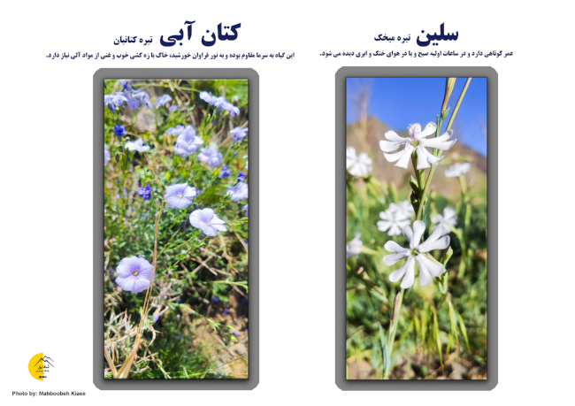 برنامه قله سرخاب 14040302 14