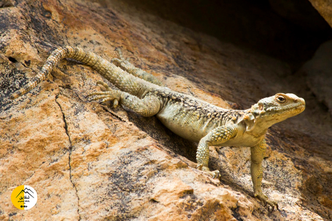 برنامه قله سرخاب 14040302 15